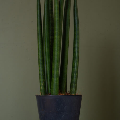 Sansevieria cylindrica