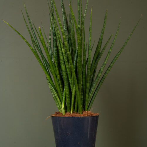 Sansevieria Fernwood Mikado