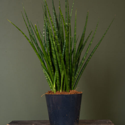 Sansevieria Fernwood Mikado