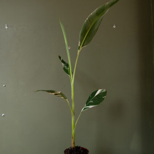 Musa ‘Florida Variegata’