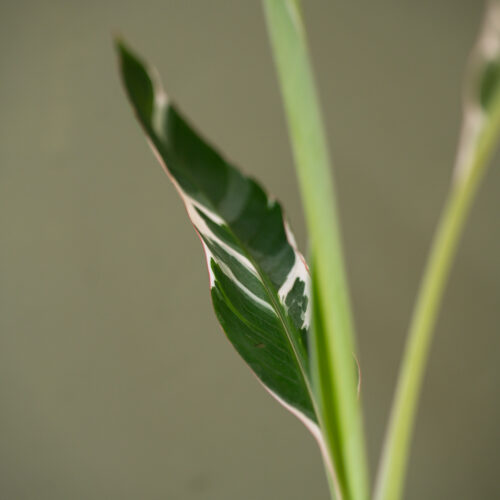 Musa ‘Florida Variegata’