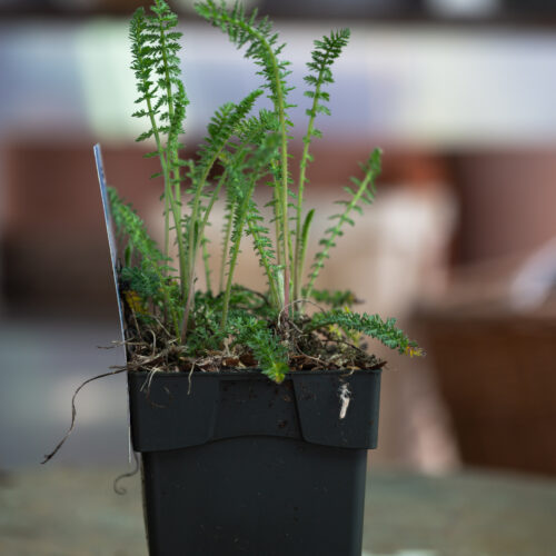 Achillea ‘Credo’