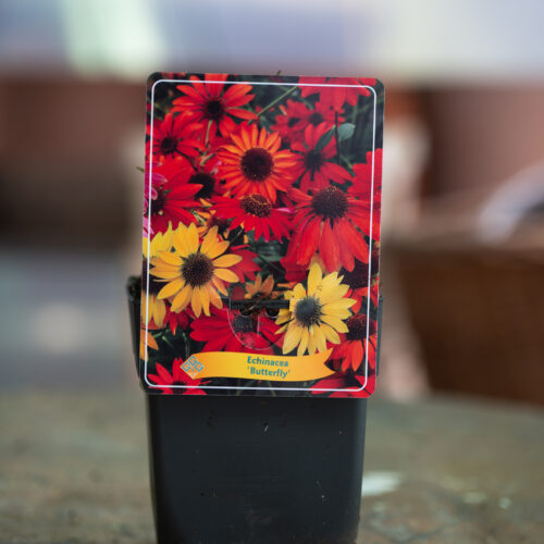 Echinacea purpurea Butterfly Hybrids
