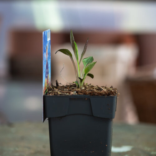 Echinacea purpurea Butterfly Hybrids
