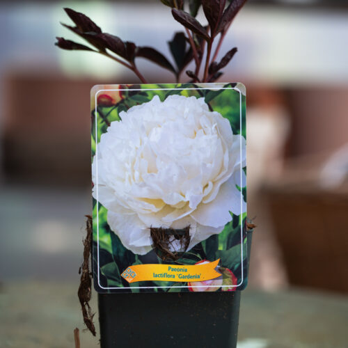 Paeonia 'Gardenia'