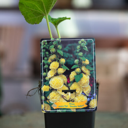 Alcea rosea 'Chater's Double Yellow'