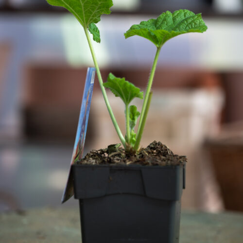 Alcea rosea 'Chater's Double Yellow'