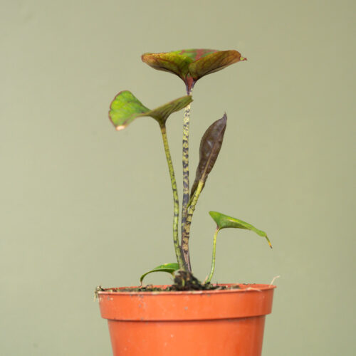 Cyrtosperma johnstonii