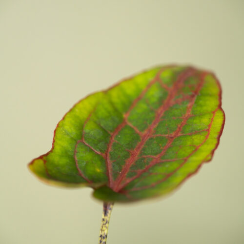 Cyrtosperma johnstonii