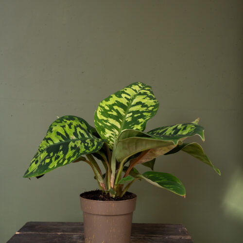 Homalomena wallisii ‘Camouflage’