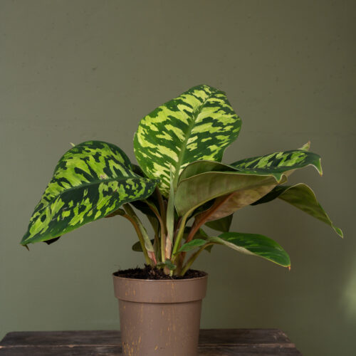 Homalomena wallisii ‘Camouflage’