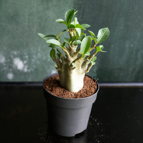 Adenium obesum 'Ansu Baobab'