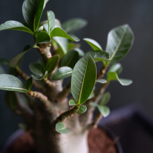 Adenium obesum 'Ansu Baobab'